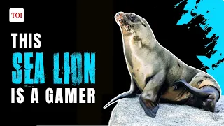 The Navy trained this sea lion to become an avid gamer; See it to believe it