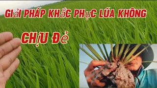 Chia sẻ cách giúp lúa 15 đến 18 ngày không chịu đẻ cần làm gì để cho lúa đẻ nhánh