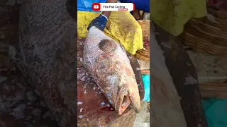 KASIMEDU GROUPER FISH CUTTING VIDEO 🔪🦈🔥