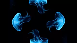 Blue Jellyfish for 4faces holographic pyramid