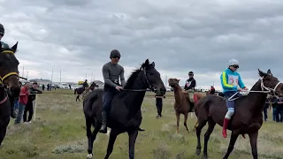 Фестиваль Тюльпанов в в Юстинском районе.Скачки на верблюдах