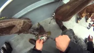 Rockfish and Dungeness Crab Fishing