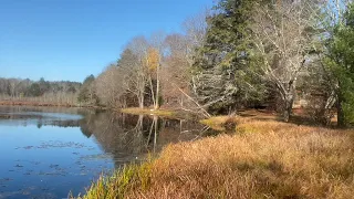 Всё...   отгуляла  Осень, отгуляла