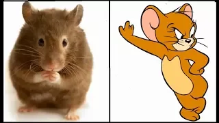 شخصيات توم و جيري في الحقيقة/Tom and jerry characters in Real Life