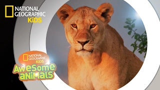 Super Pride | Awesome Animals