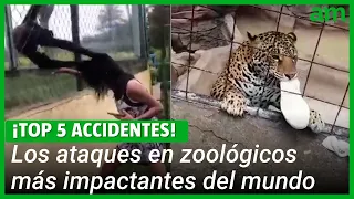 Los 5 accidentes en Zoológicos más impactantes