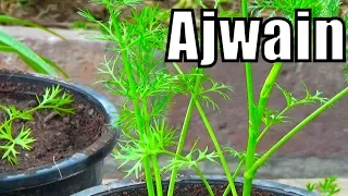 718# how to grow ajwain from seeds | first video on youtube with result (Urdu/hindi)