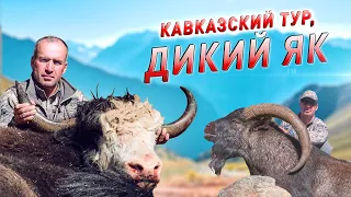 ТРОФЕЙНАЯ ОХОТА. КАРАЧАЕВО-ЧЕРКЕСИЯ. КАВКАЗСКИЙ ТУР, ДИКИЙ ЯК / Wild Yak and Caucasian tur Hunting!