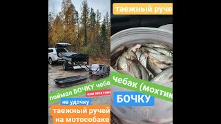 Таежный ручей За чебаком мохтиком на мотобуксировщике Койра Богатырь