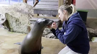 A Day In The Life Of A Sea Lion Trainer