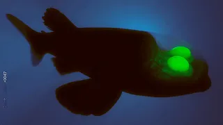 The Insane Biology of The Barreleye Fish!