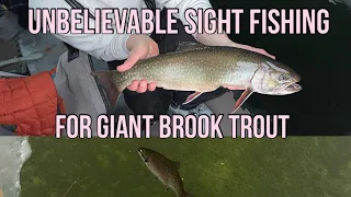 UNBELIEVABLE SIGHT FISHING in SUPER SHALLOW water. GIANT BROOKIES | First Ice 2023 |