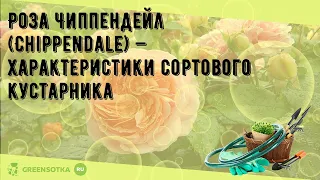 Роза Чиппендейл (Chippendale) — характеристики сортового кустарника