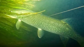 Подводная охота зимой ТРОФЕЙНАЯ ЩУКА и встреча ТАЙМЕНЯ. SPEARFISHING