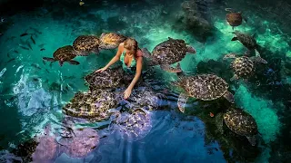 Zanzibar - swimming with turtles! The best experience in my life  • baraka natural aquarium