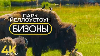 Бизоны Йеллоустонского Национального Парка - 4K Документальный фильм о животных и природе США