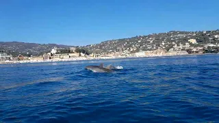 In Kayak tra i delfini