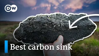 This piece of dirt can suck up LOADS of carbon