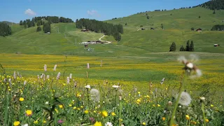 Free Background Video || Free Download || Alpine Meadow || Full Greenville