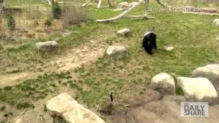 Goose chases gorilla away