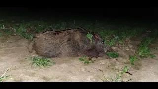 Sudecka Ostoja 23/2020. Polowanie na dziki. Hunting wild boars. Porozmawiajmy o szkodach łowieckich.