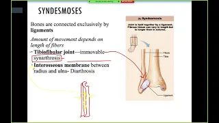 Joints Anatomy