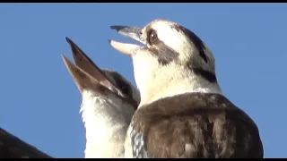 Kookaburra Clowns