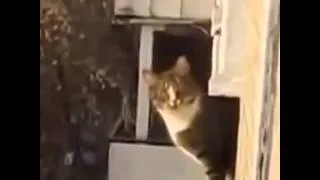 ▶Рассмеши себя! Коты Кошки Котята Приколы   YouTube 720p