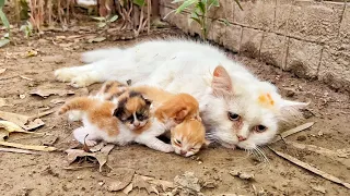 Mother cat was taking her last breaths when we met her but a miracle was about to happen!