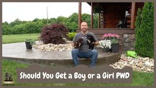 Should You Get a Boy or a Girl Portuguese Water Dog?