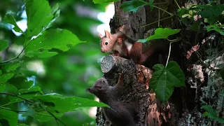 [4K]子リスの巣立ち　Squirrel children