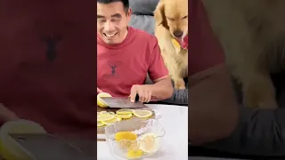 Dogs eats lemon