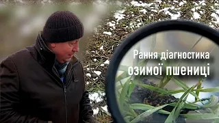 Рання діагностика озимої пшениці.