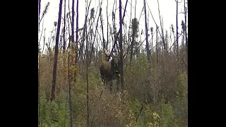 2020 Agassiz Outfitters:  Moose "Hunting the High Ground"