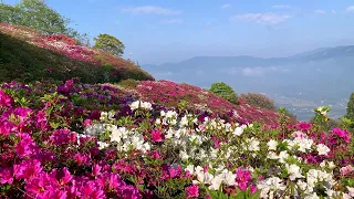 2020/05/01　冨士山公園のつつじ　絶景です！　～愛媛県大洲市～