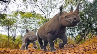 Baby Rhinos First Charge CAUGHT ON CAMERA! | Most Funny and Cute Baby Rhino