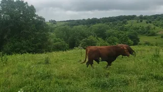 Pharo Cattle Bulls