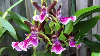 Онцидиумная группа орхидей( Oncidium ) посадка, уход