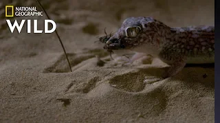 Sand Fish v. Gecko | Dead By Dawn