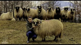 Turma de oi  breze de Valea Jiului  a domnului Petrica Sotanga !