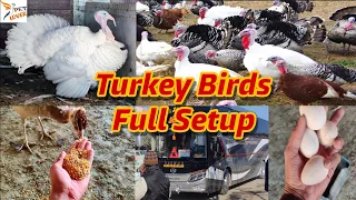 Turkey Birds Full Setup Information ❤️❤️❤️ and Breeder For Sale
