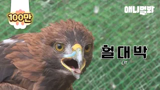 Golden Eagle Who's Been Carrying A Bullet In The Body For 8 Years