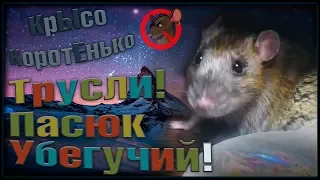 Дикий и убегучий ссыклоПасюк Трусли! Шторы минус. (Wild Rats | Дикие Крысы)