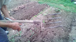 Так копают картошку в нашем селе.