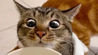 Time to laugh! Videos of funny cats and kittens for a good mood! 😻