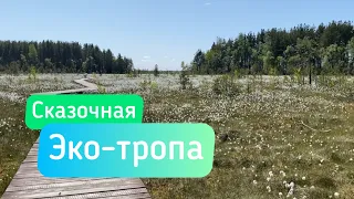 Эко-тропа Сестрорецкое болото. Утята, море цветов и восхитительная природа