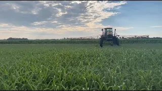 Y dropping corn planted into Alfalfa