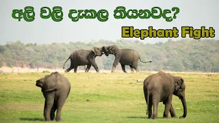 Epic Elephant Battle in Kaudulla National Park, Sri Lanka - Witness the Majesty!