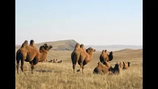 На поиски в степь Казахстана по караванным путям!