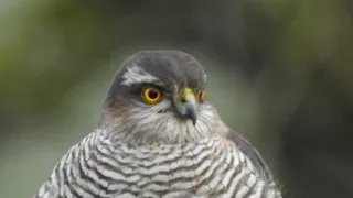 Der Sperber lauert auf Beute und schlägt eine Amsel